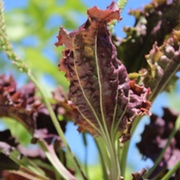 Asiatischer Wegerich Asiatischer Wegerich